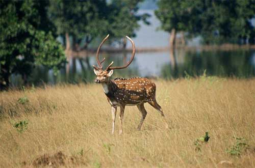 TADOBA Sightseeing